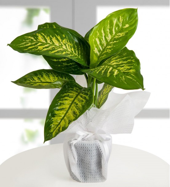 Tropic Difenbahya Saksı Çiçeği